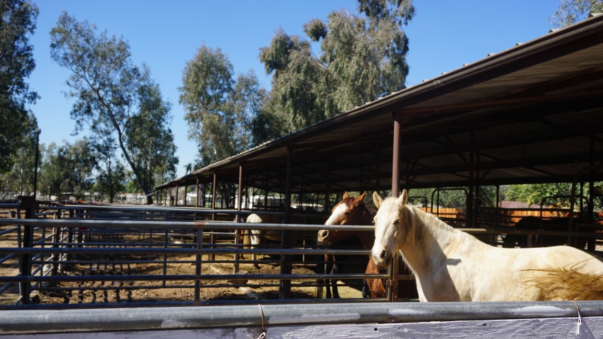 Horses-Norco-California-Beauty-Creatives
